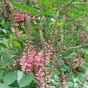 Indigofera amblyantha fleur